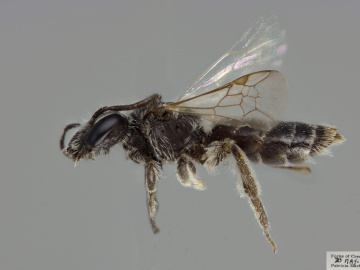 [Andrena melanochroa female thumbnail]